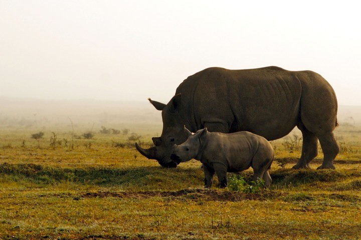 SPetrosky Rhino w calf