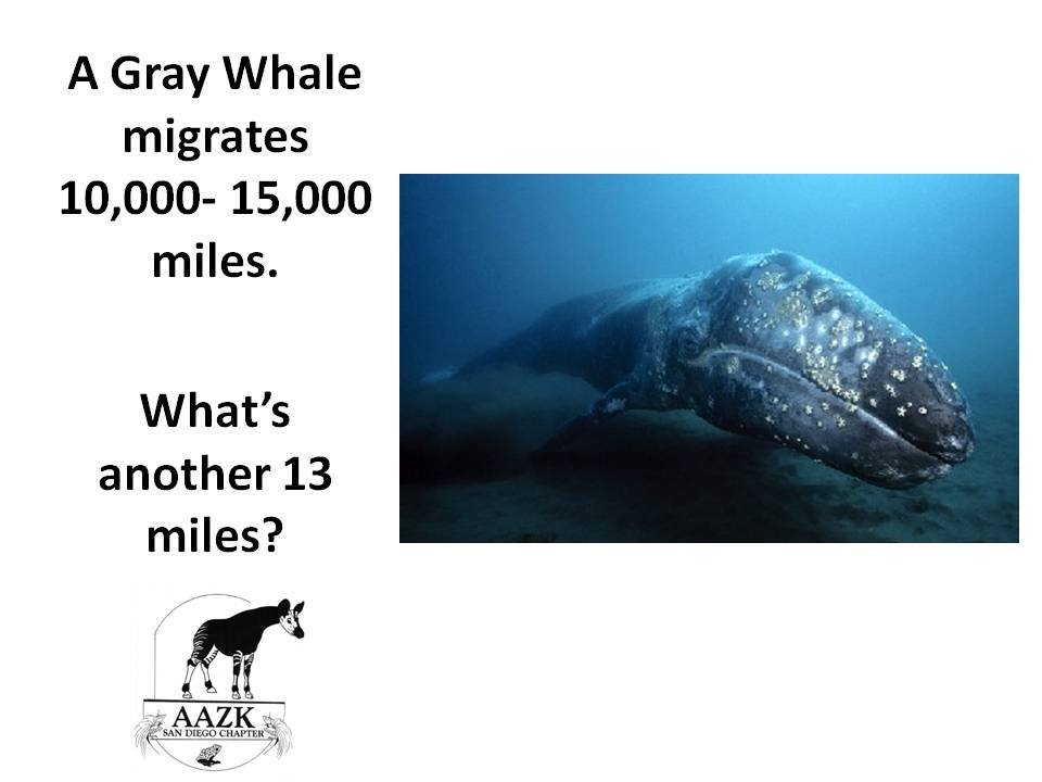 whale sign